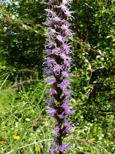 {Liatris spicata}
